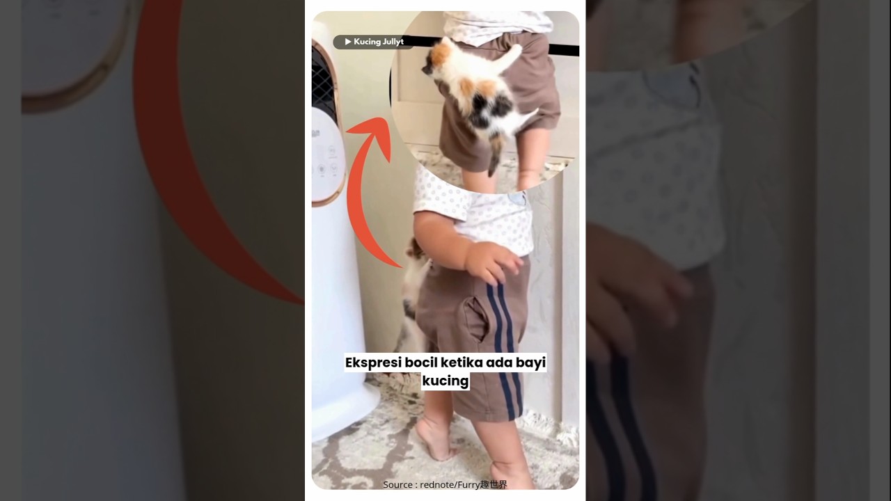 REAKSI BOCIL KETIKA KETEMPELAN BAYI KUCING. 