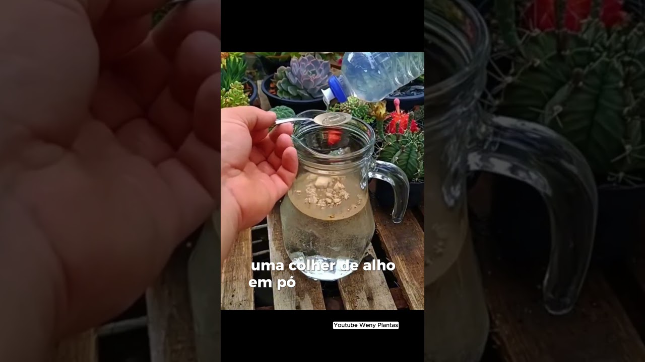 Quer Descobri Como Cuidar Das Suas Plantas? Veja os vídeos completos no canal! - @segundoweny