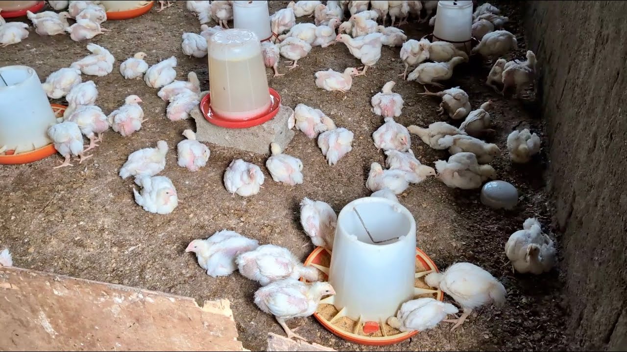 Achieving Success in Broiler Farming: A Comprehensive Guide