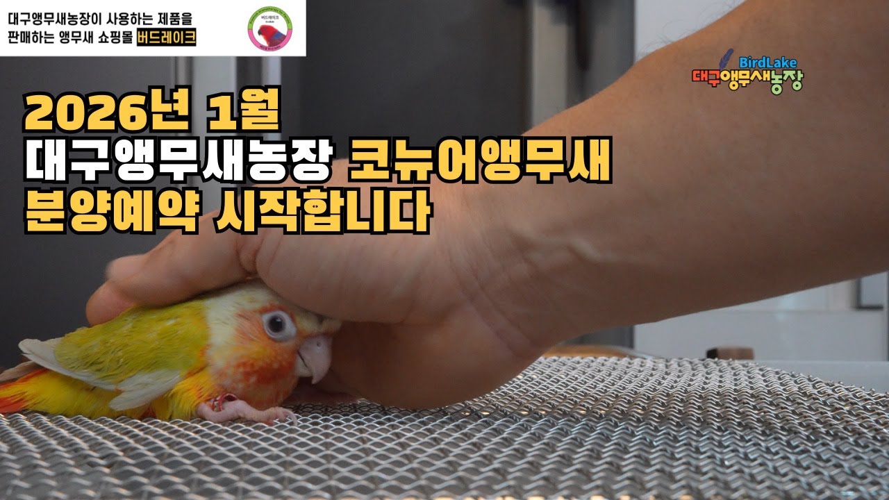 대구앵무새농장 코뉴어앵무새분양합니다 2026년1월30일
