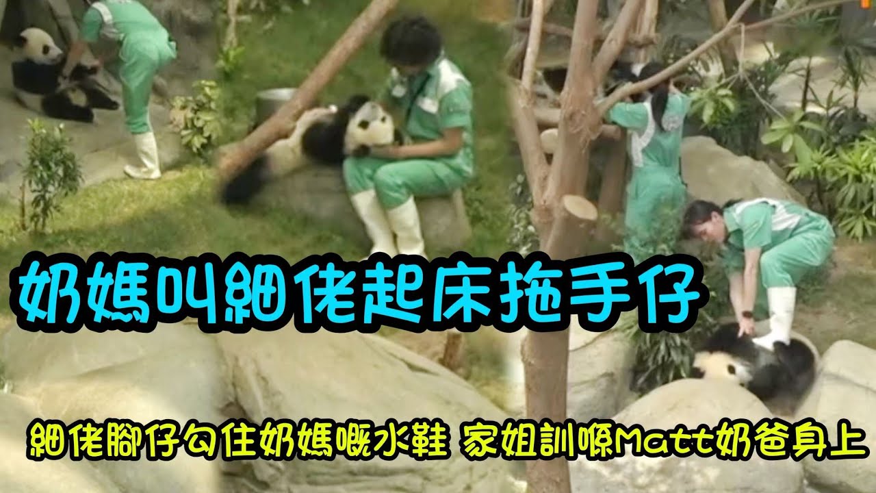 7月8日  細佬懶訓豬唔想出去大院玩，奶媽耐心叫細佬起床，抱細佬上班細佬捉住奶媽詐嬌 #熊貓家姐細佬  #大熊貓盈盈 #海洋公園熊貓BB #panda #babypanda