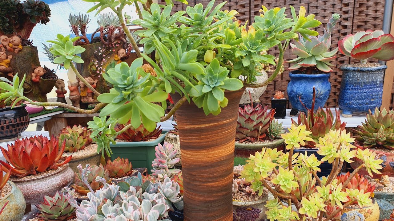 #미미다육맘😍#박하장#버클리금관리법#새롭게물든 창들~/korean succulents plants💗