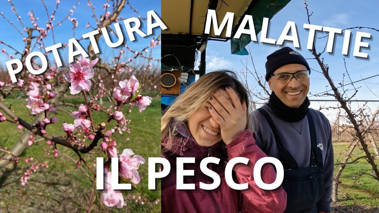 IL PESCO: come lo ALLEVIAMO e le MALATTIE