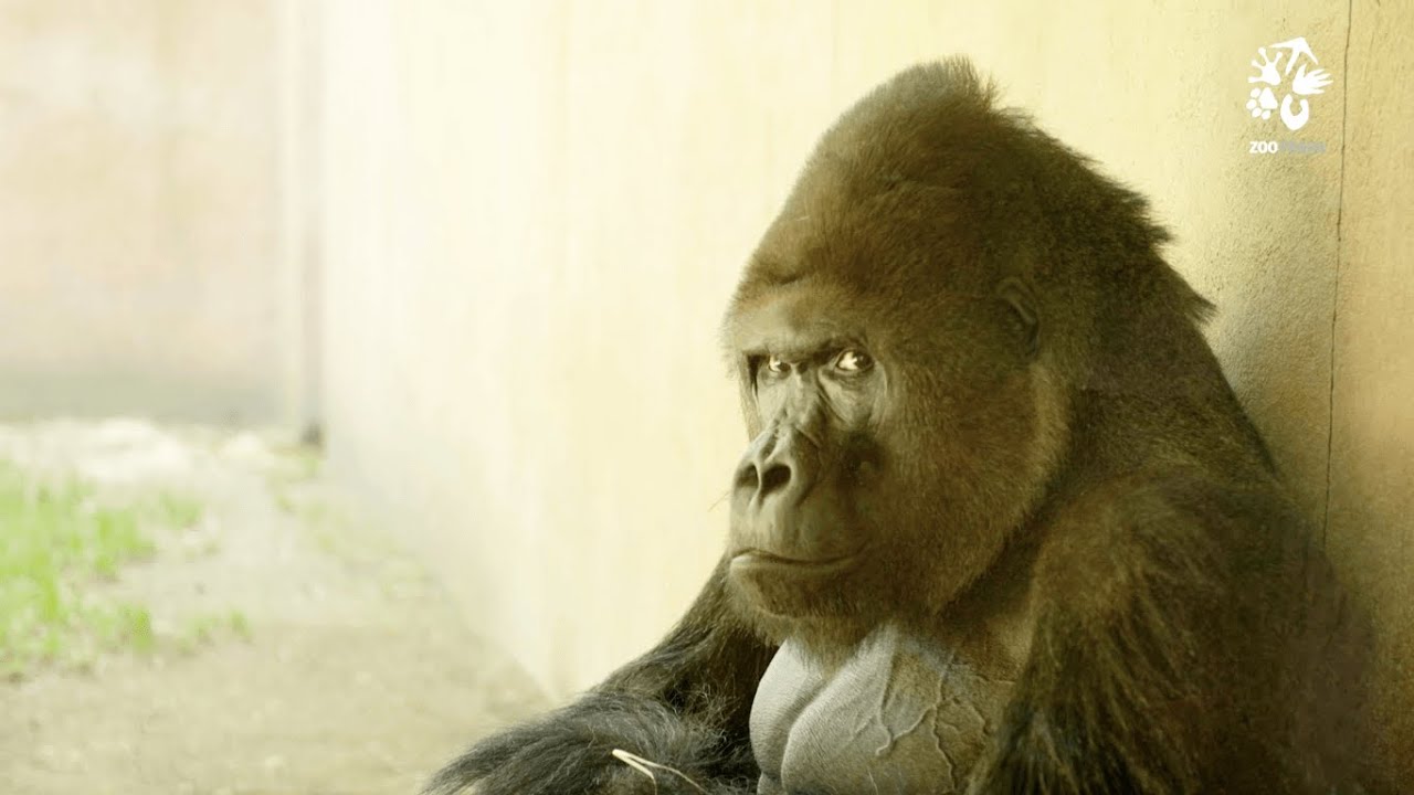 Zoo Praha: Richard, gorilí srdce