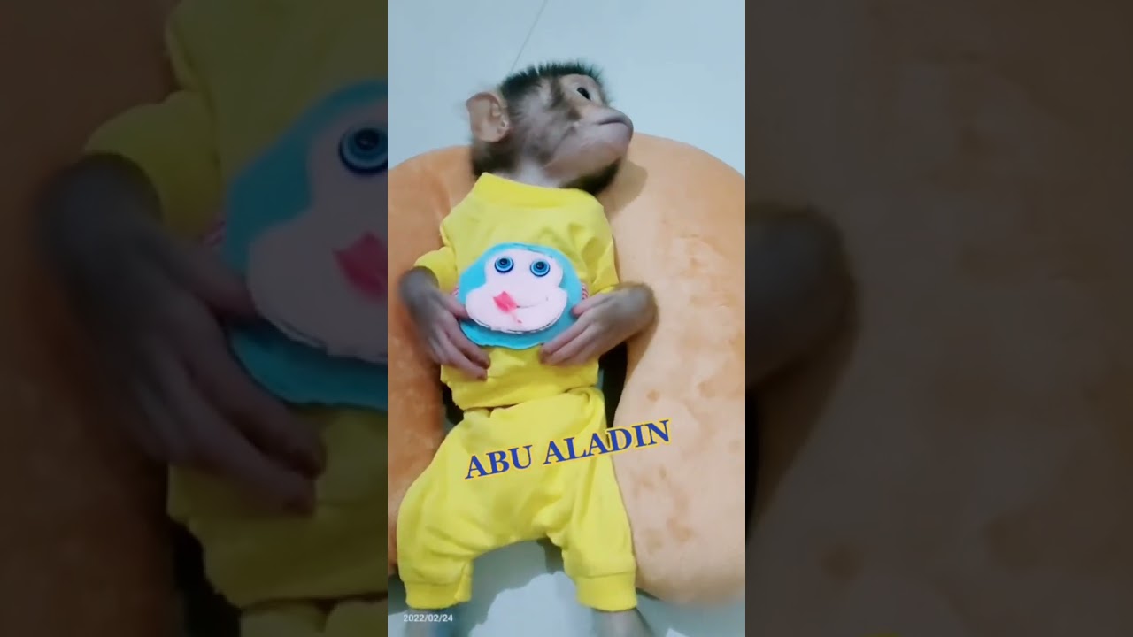 Baby monkey relaxing