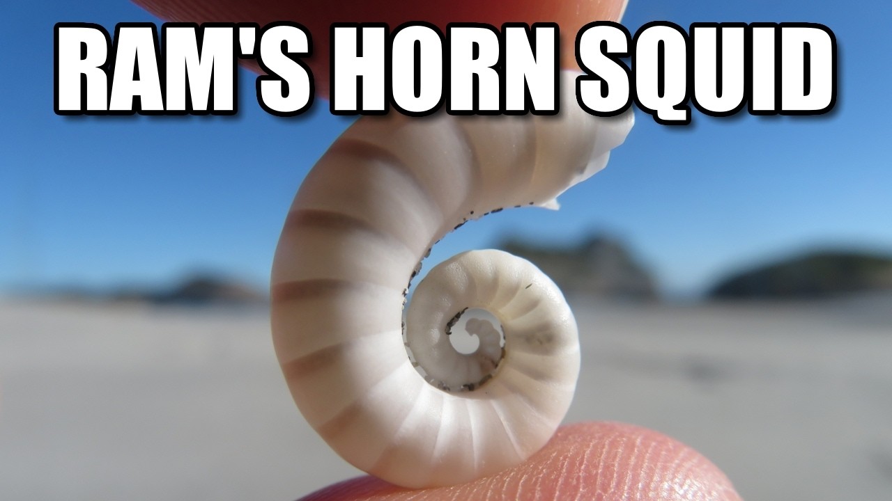 Ram's Horn Squid&nbsp;Facts: a SQUID&nbsp;with a SHELL 🦑 Animal Fact Files