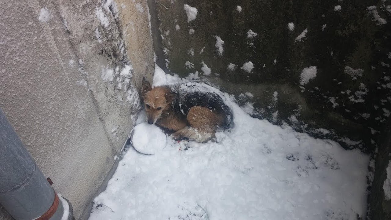 Armer Welpe im Tiefschnee bei Minus 11 Grad gefunden - Herzzerei&szlig;ende Tierrettung!