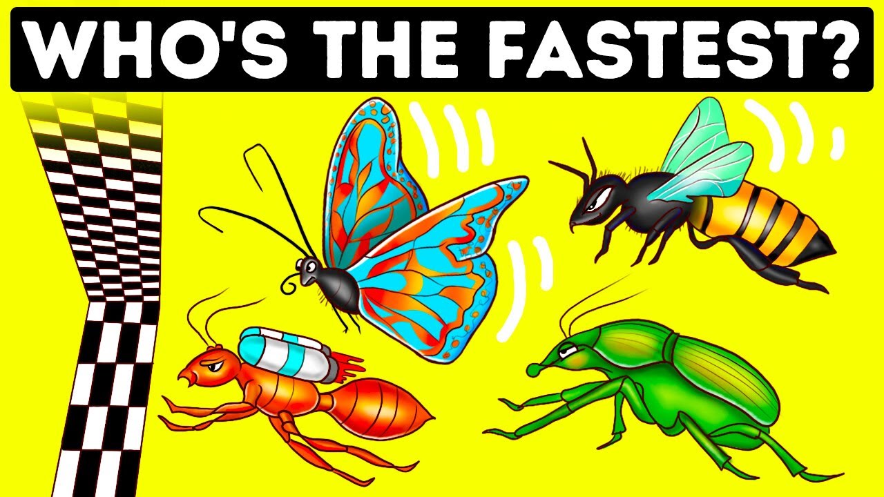 You Won’t Believe Who's The Fastest Bugs | Weird Animal Facts!
