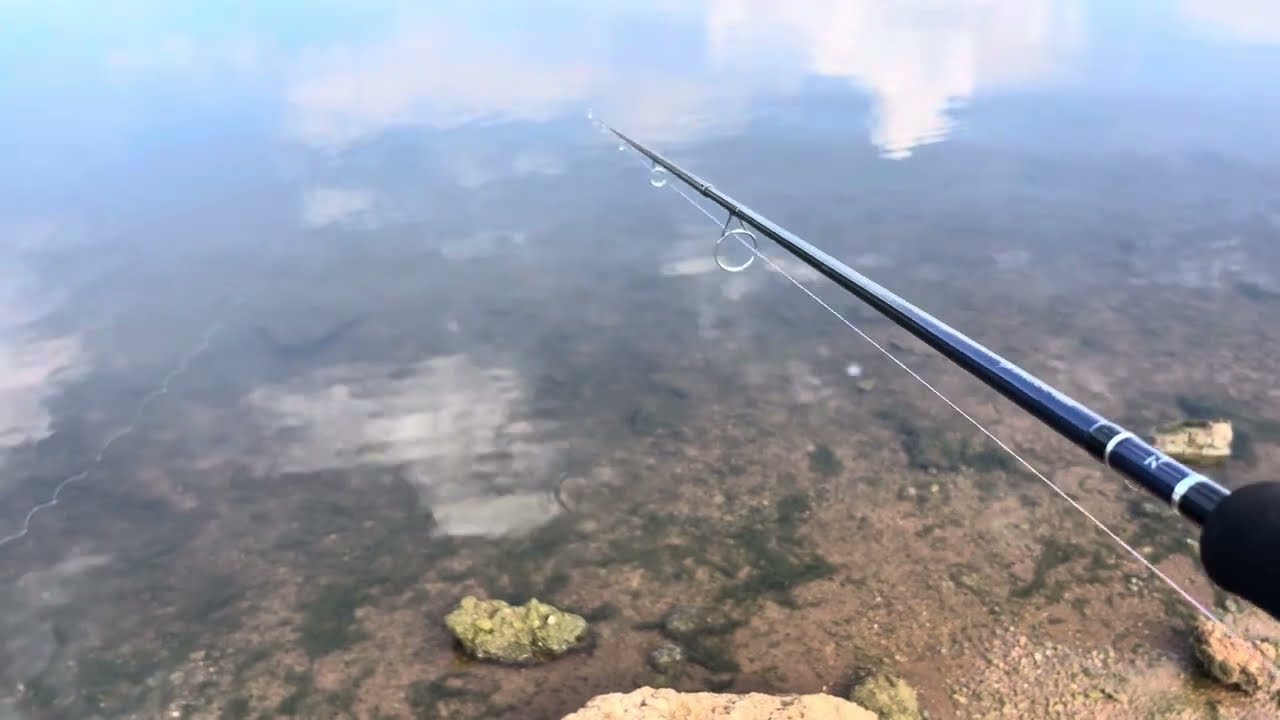 Daiwa D Shock initial review