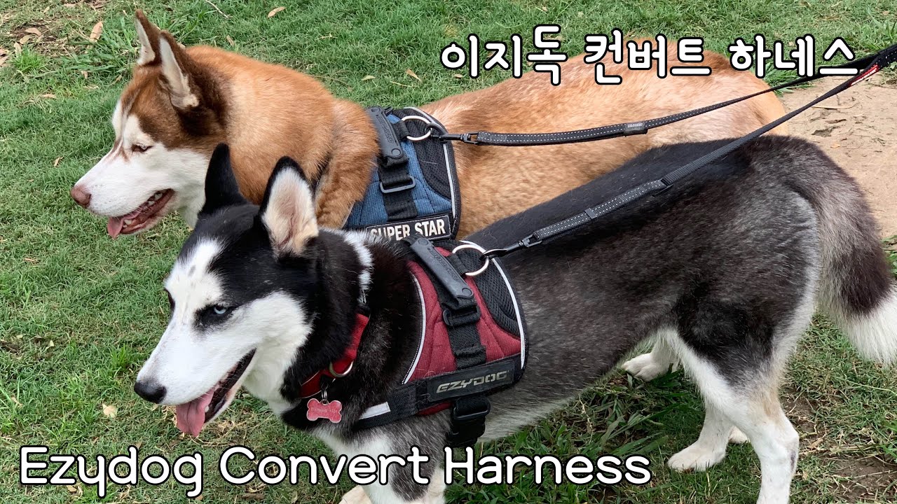 Ezydog Convert Harness-Pros and Cons / 이지독 컨버트 하네스 리뷰 (+부작용)
