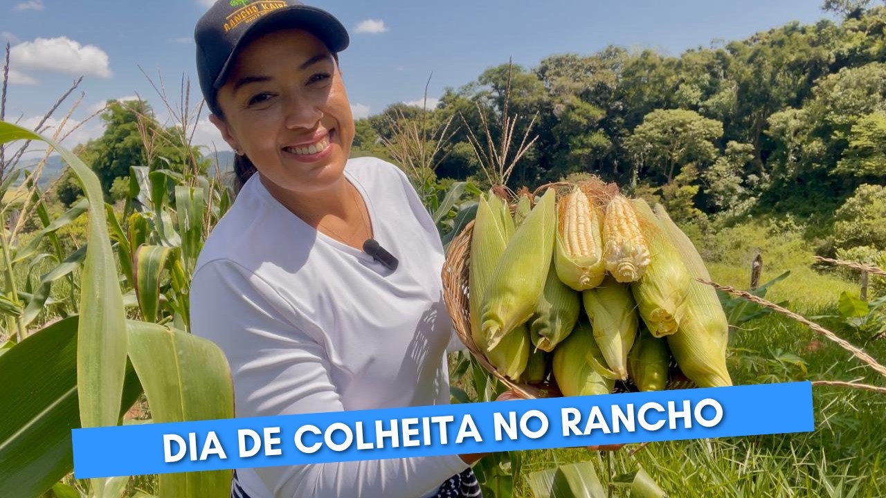 SÍTIO DO ZERO | DIA DE COLHEITA + A FINALIZAÇÃO DO BIODIGESTOR!🌽🛠