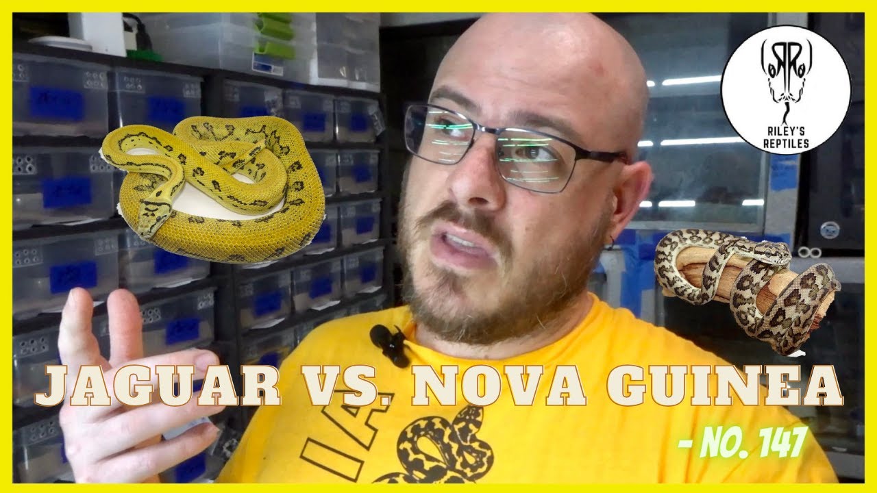 Jaguar vs  Nova Guinea - no. 147