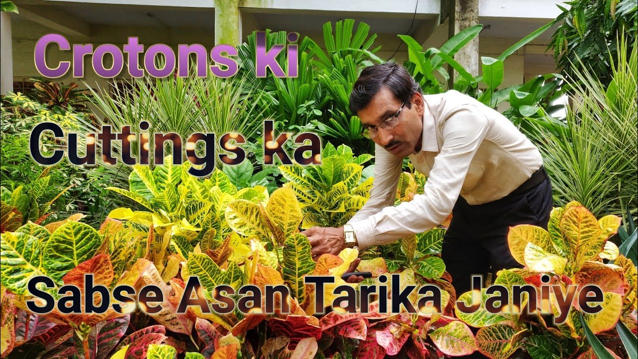 क्रोटनस की कटिंगस ग्रो करने का सबसे आसान तरीका । Growing of Cuttings of Crotons