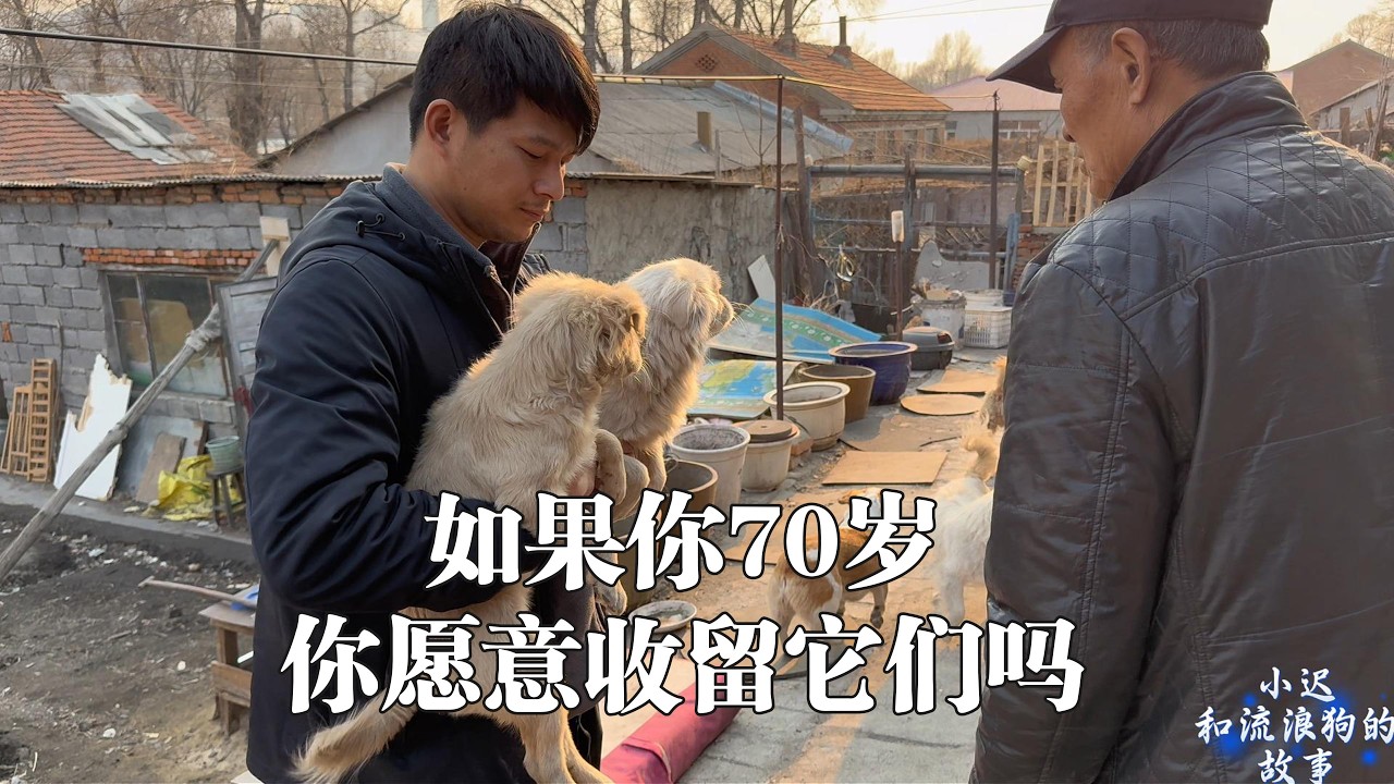 如果你 70 岁会收留它们吗，自己都步履阑珊还为它们照耀光明。大爷收留了一群无家可归的毛孩子，自己都并且每个都照顾的这么好，太善良了还想着给大院拿两袋粮食，我反复推硬要给装车上，善良的人老了依旧善良