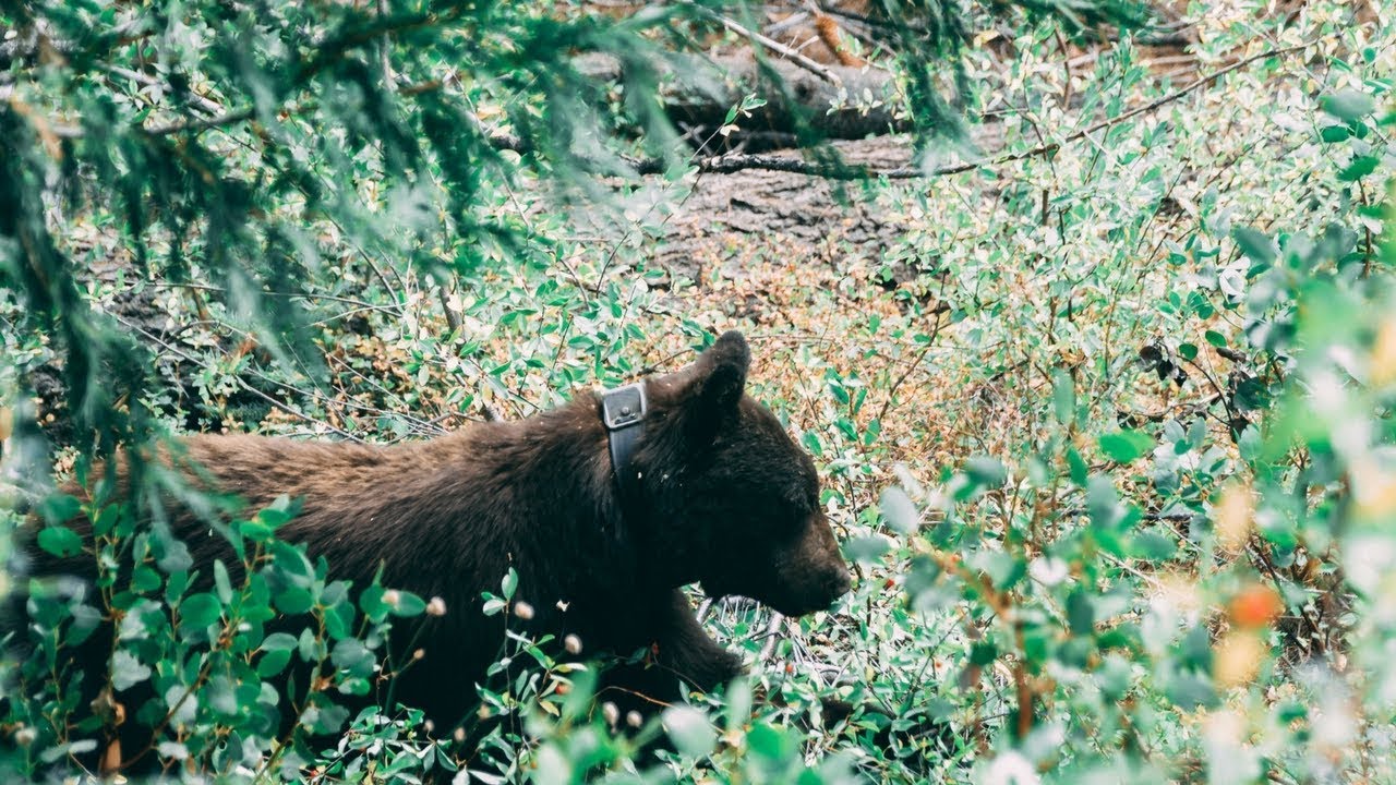 A 2 METRI DA UN ORSO | Yosemite Park | California | Vlog 58