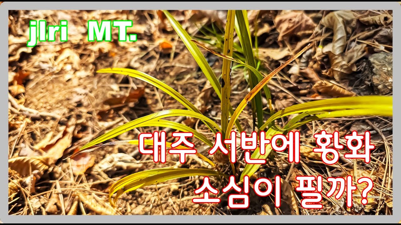 황화 소심은 못 보고 대주 서반을 만났네요.