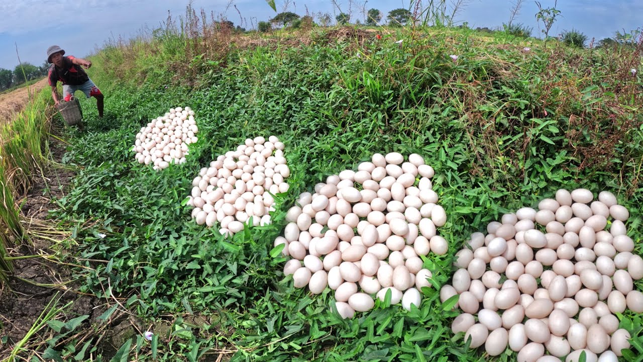 Top Video - Skills man pick a lot of duck eggs in grass by lucky hand