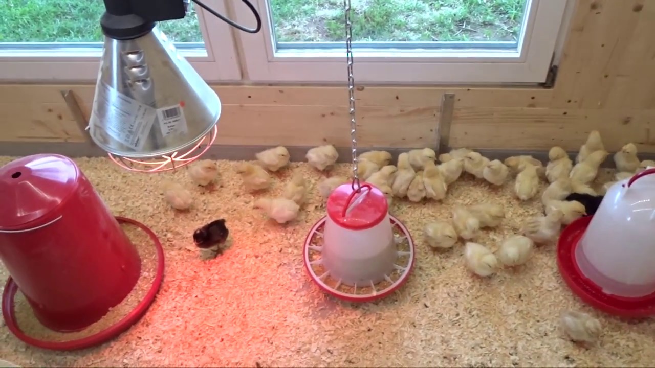 Ein Besuch beim Gefl&uuml;gelhof Kurz in Hohenhaslach.