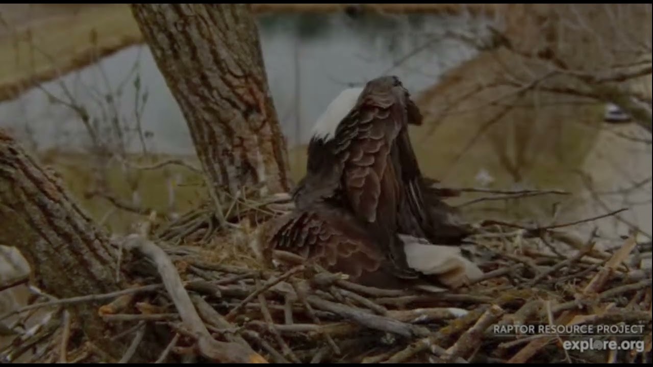 Decorah Eagles 3-14-26, 12:58 Goose flyby upsets HD