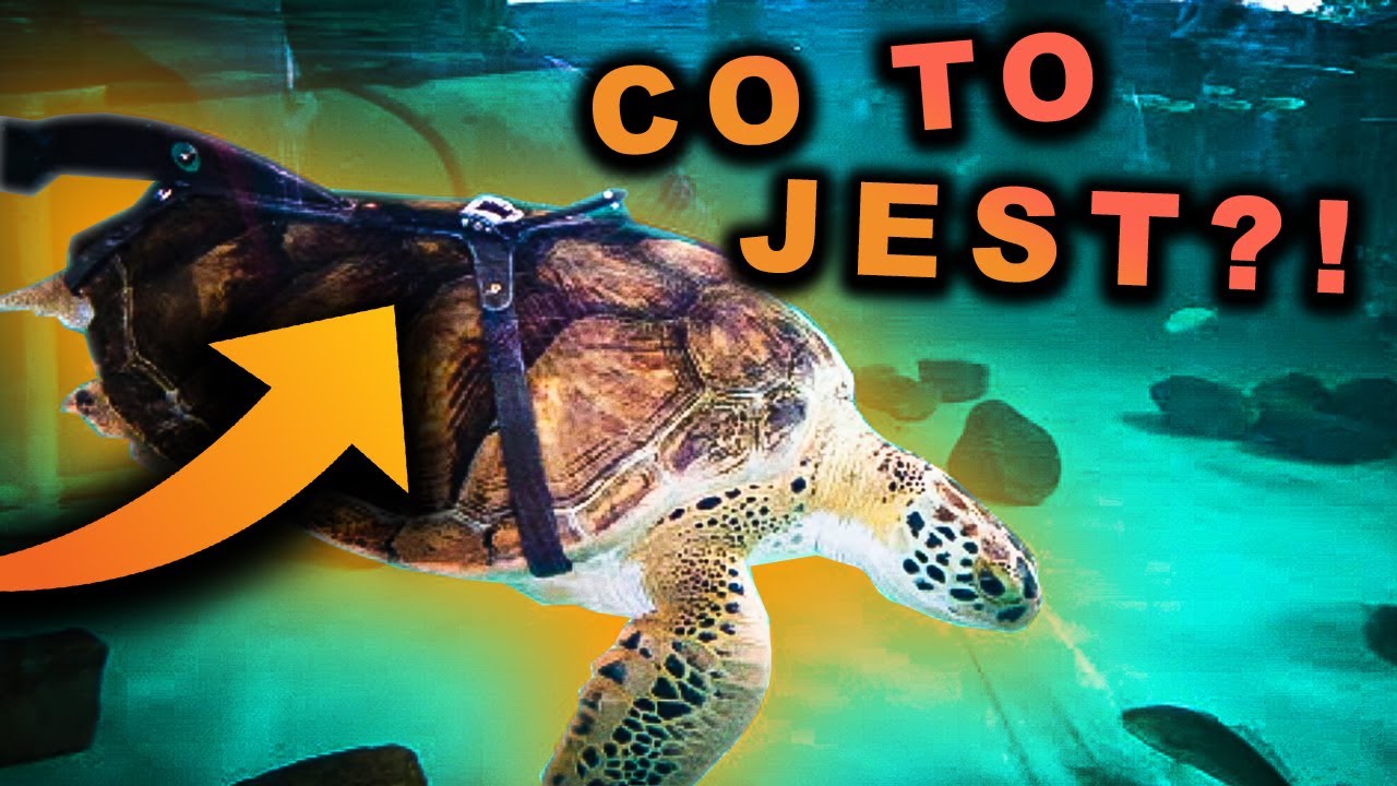 NA POMOC ŻÓŁWIOM!