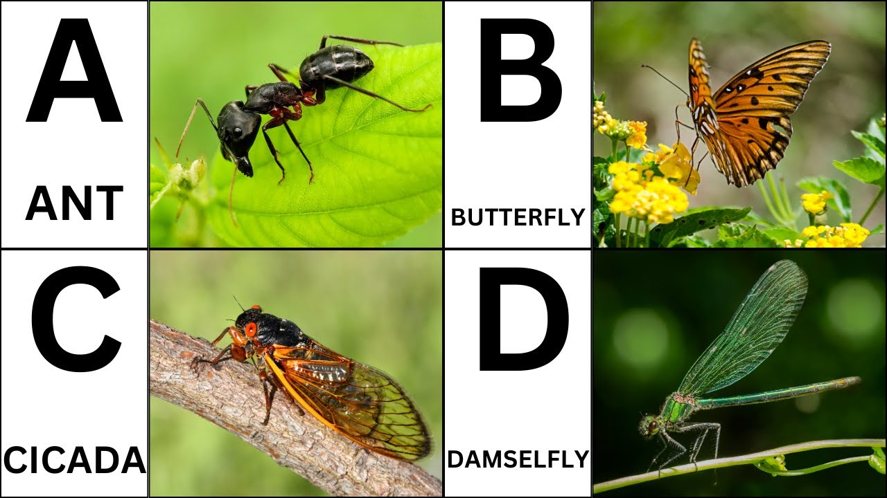 A to Z Insects | A to Z Insects with pictures & video | ABC Insects with pronunciation | ABC Insect