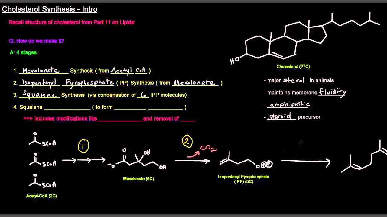 Cholesterol Synthesis (Part 1 of 6) - Intro