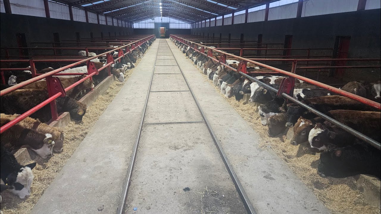 İTHAL DANALARİMİZİ GETIRDİK YENI HAYVANLAR ALDIK