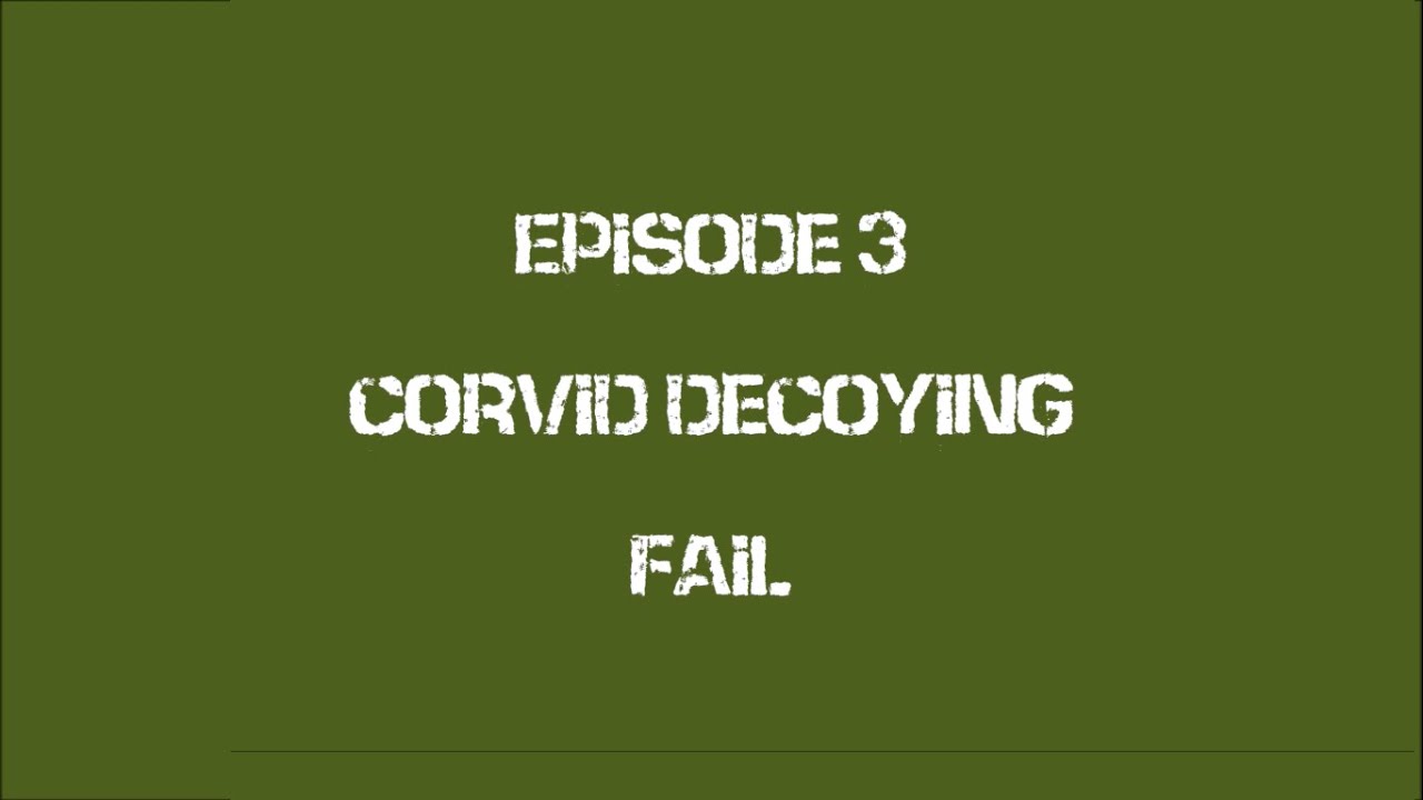 Episode 3 Corvid Decoying FAIL