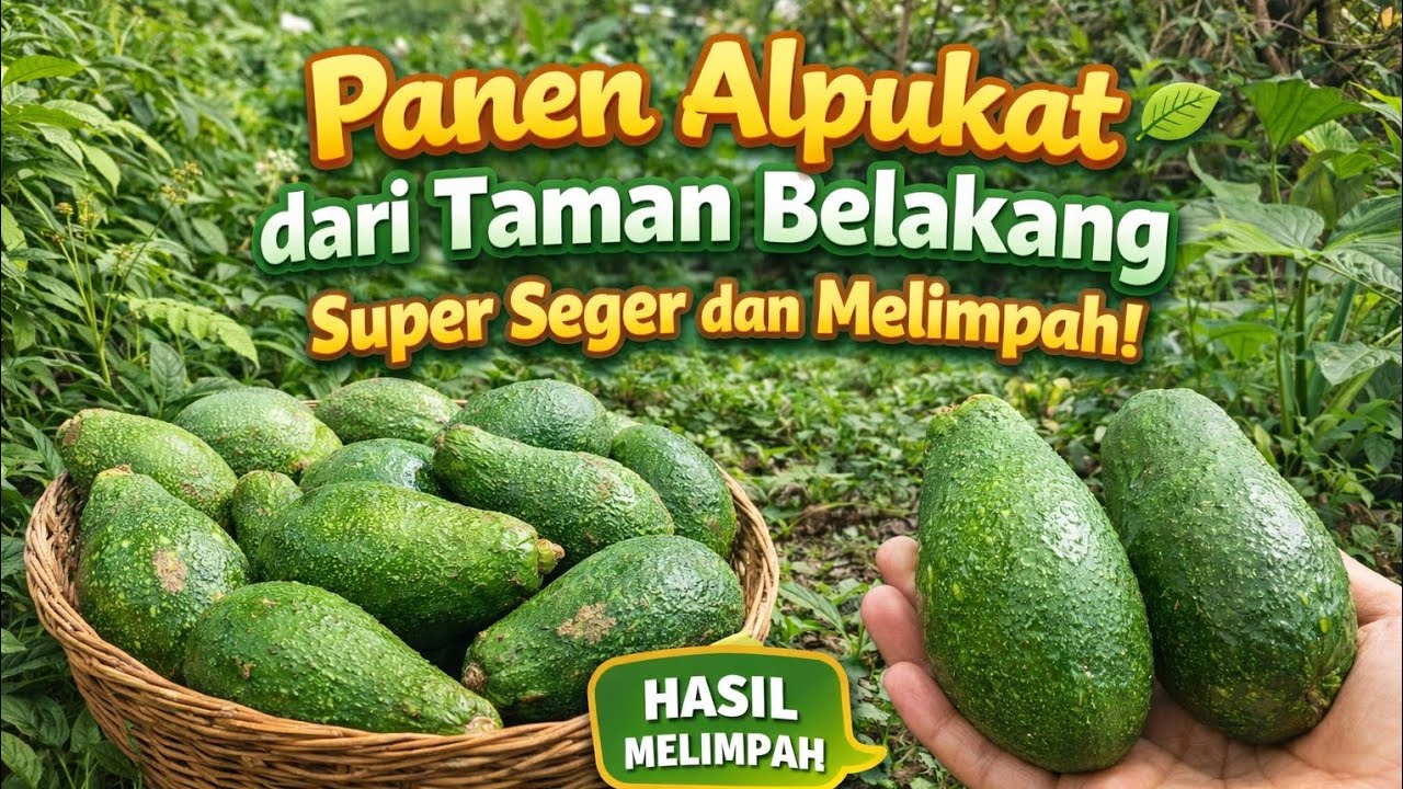 Surga Kecil di Depan Rumah 🌱 Taman Sederhana Tapi Indahtaman hasil mrlimpah#kecil depan rumah#taman
