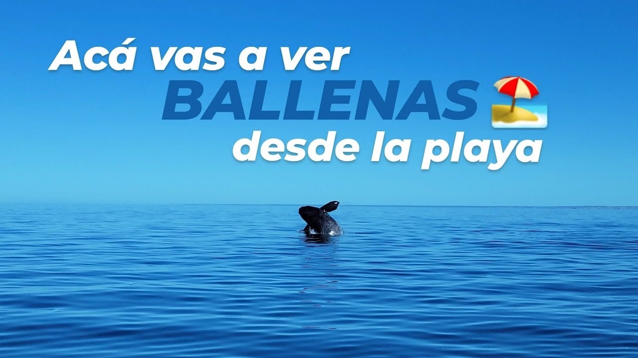 PUERTO MADRYN en 3 DÍAS | ITINERARIO SUPER COMPLETO!