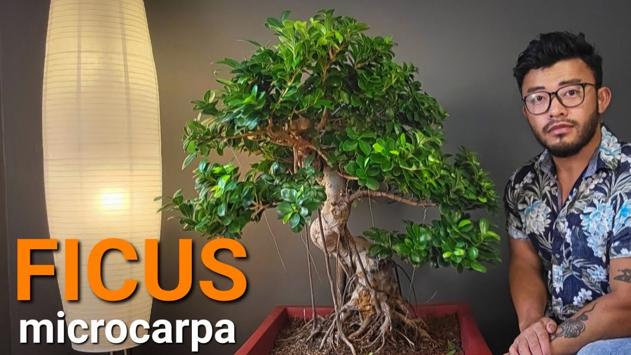 Large grafted Ficus microcarpa. Chop and burls removal. #Ficus #bonsai
