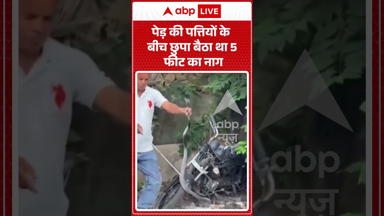 Viral Video : पेड़ पर छिपा 5 फीट का कोबरा! आगे जो हुआ  | #viral #snake