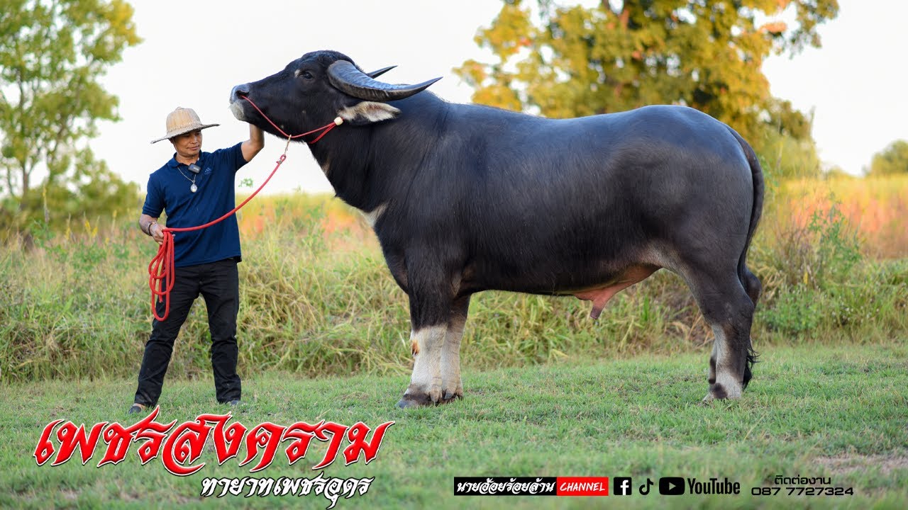 เพชรสงคราม ลูกเพชรอุดรที่มีความสูง ใหญ่ ยาว ที่สุดอีกตัวนึงของเมืองไทย สูง168 เพชรอุดร อีสานแท้ 100%