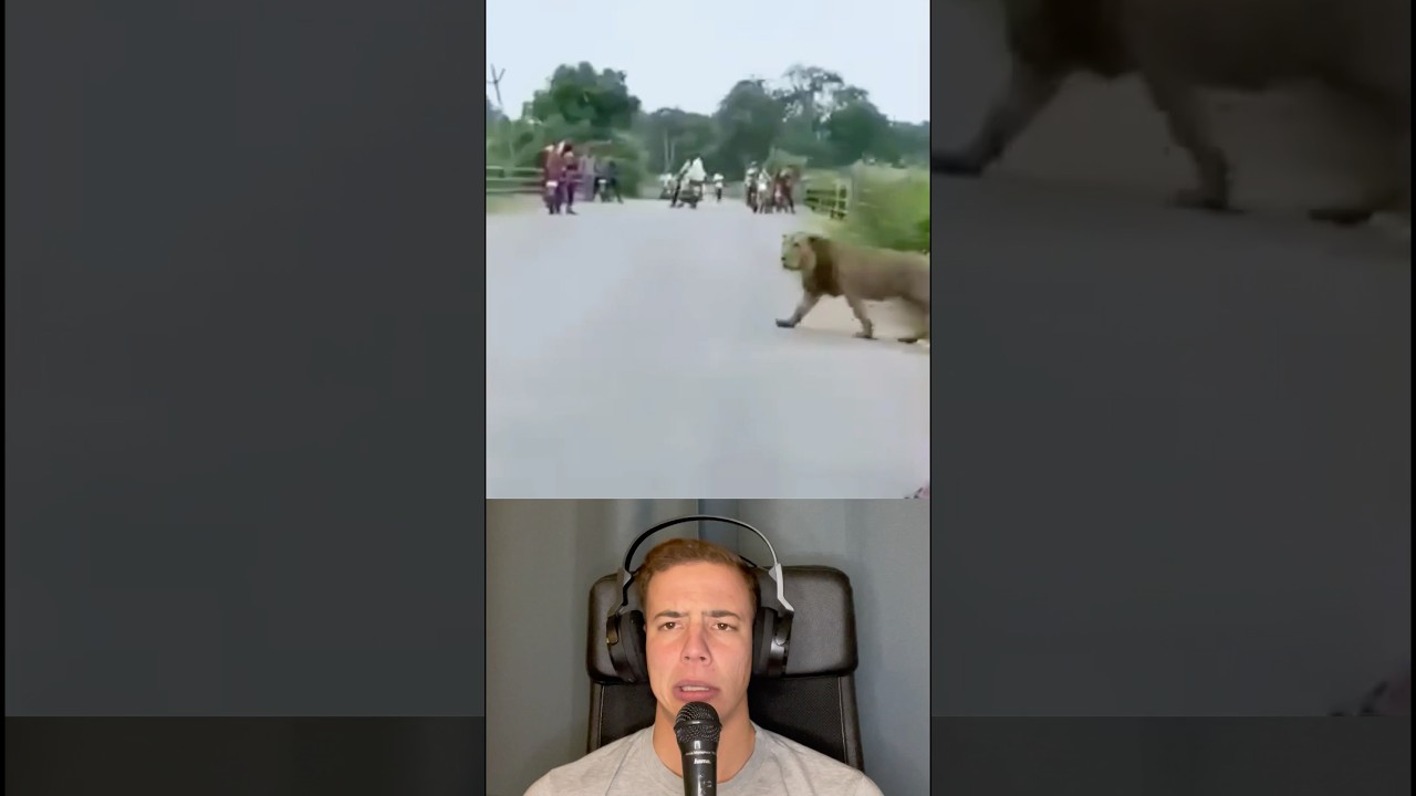 Strong Lion Crossing The Street in Natural Reserve in India - Via lion.india