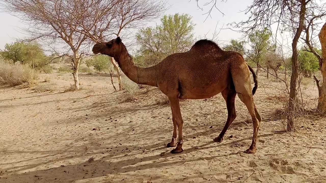 Camel Love Story