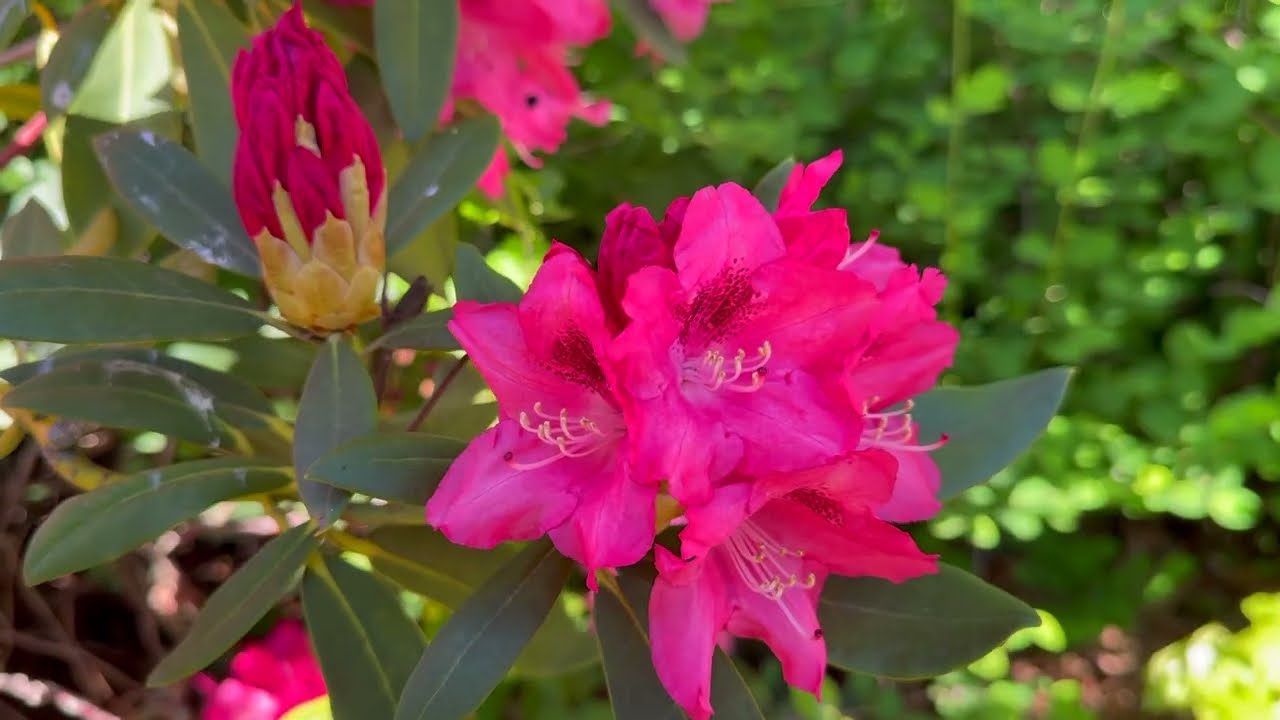 Rhododendron Garden Tour | Perennial Garden