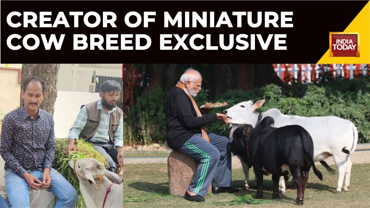 Dr. Krishnam Raju Talks About The Miniature Cow Breed Popularized By PM Modi | PM Modi News