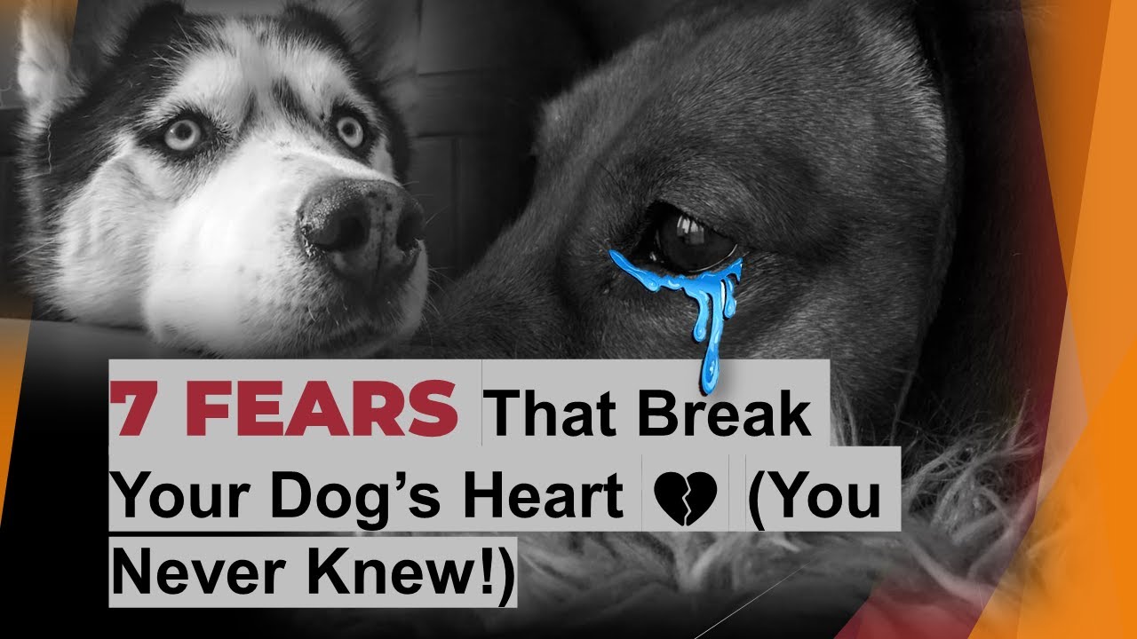 7 Things That Secretly Terrify Dogs (and How to Help)