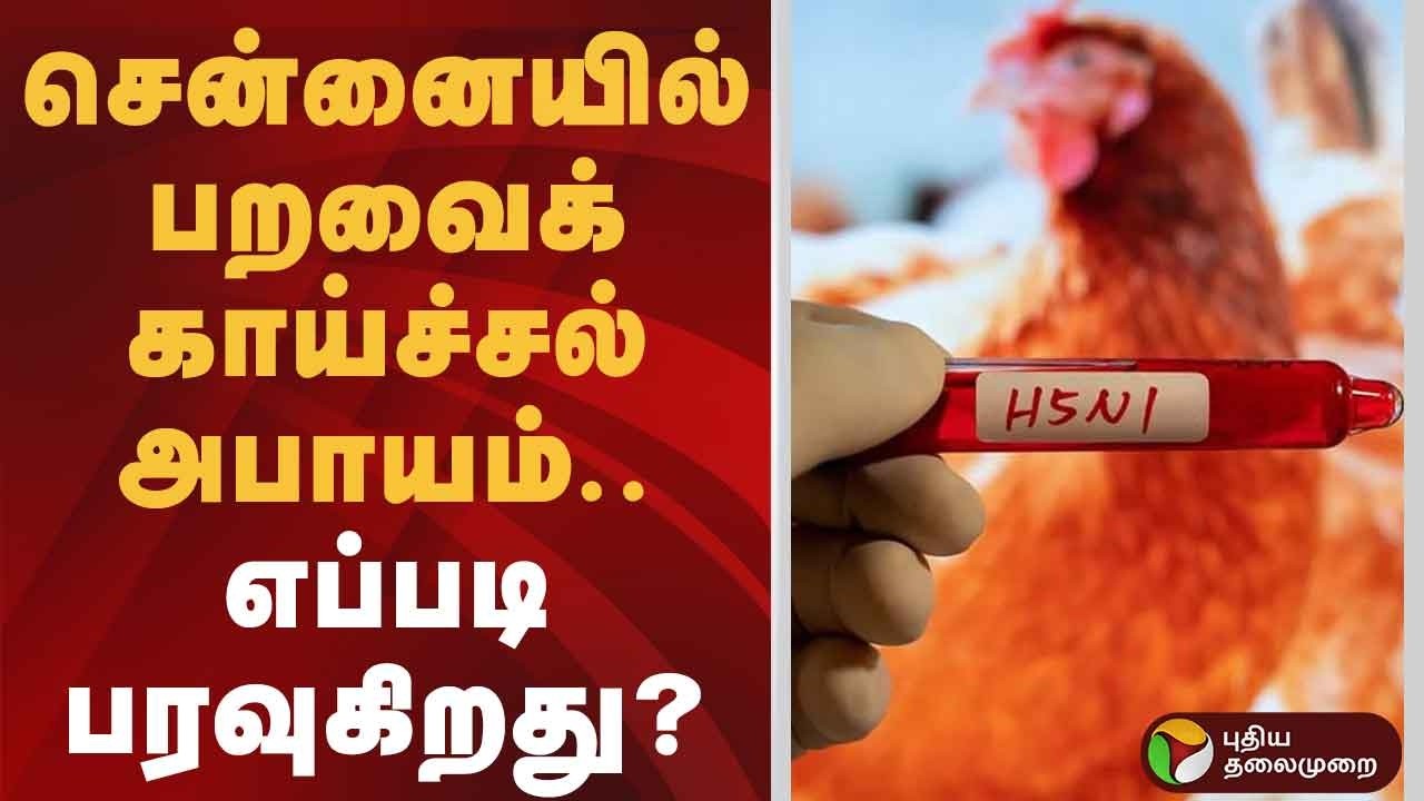 சென்னையில் பறவைக் காய்ச்சல் அபாயம்.. எப்படி பரவுகிறது? | Bird Flu