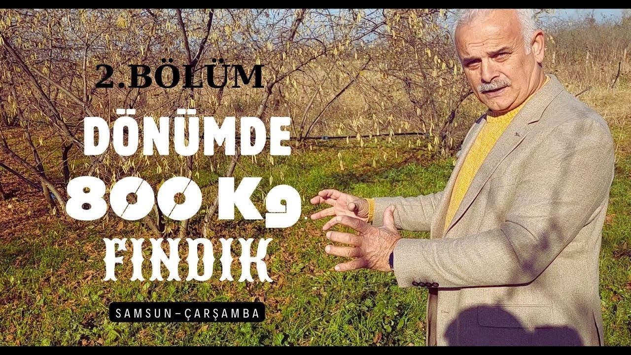 DÖNÜMDE 800 Kg. FINDIK. YOMRA FINDIK BAHÇESİ. 2. Bölüm SAMSUN-ÇARŞAMBA
