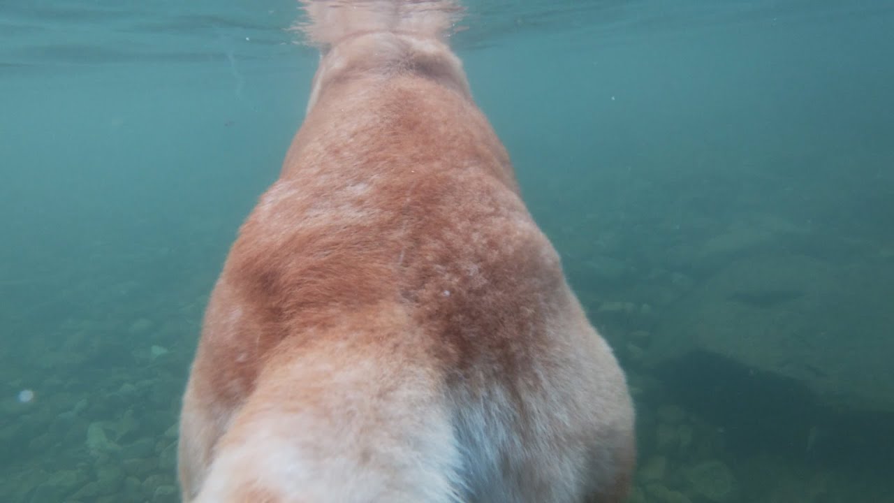 강아지 수영 가르치기 타의적 수영! teach dog to swim