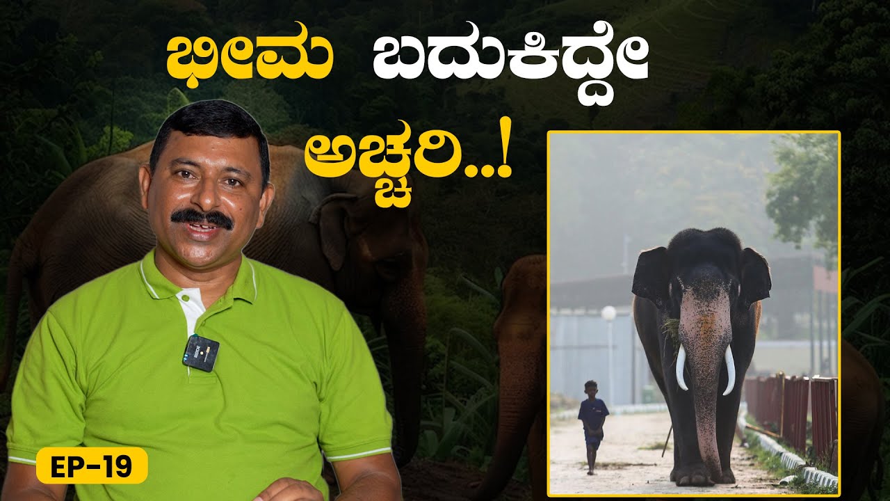 EP-19 | ಆ ಊರಿನ ಜನರೆಲ್ಲ ಭೀಮನ್ನ ದೇವರು ಅಂದ್ರು | Dasara Elephant Bheema | Ramesh Uthappa | GSS MAADHYAMA