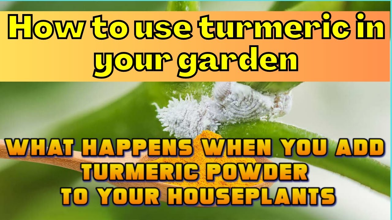 How to use turmeric in your garden? What happens when you add turmeric powder to your houseplants