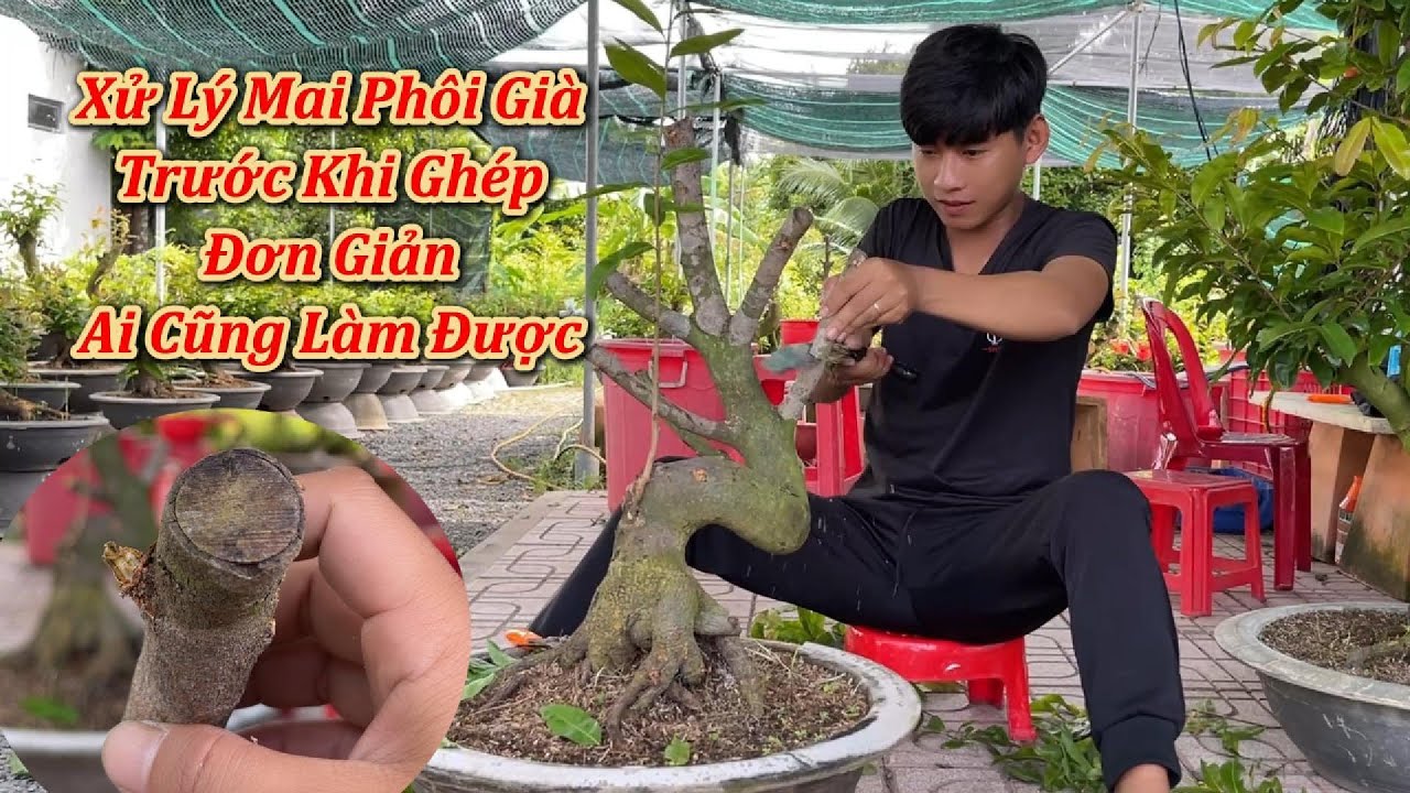 Xử Lý Mai Phôi Già Mùa Trước Khi Ghép Ai Cũng Làm Được - Mai Vàng Duy Hiếu