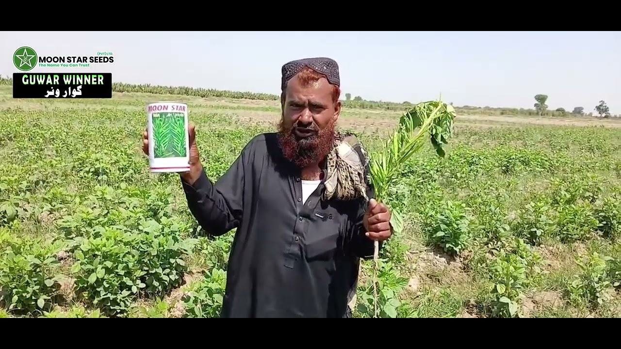 Guar &ndash; Moon Star Seeds | Best Cluster Beans Variety 2025 | Darya Khan Mari Results