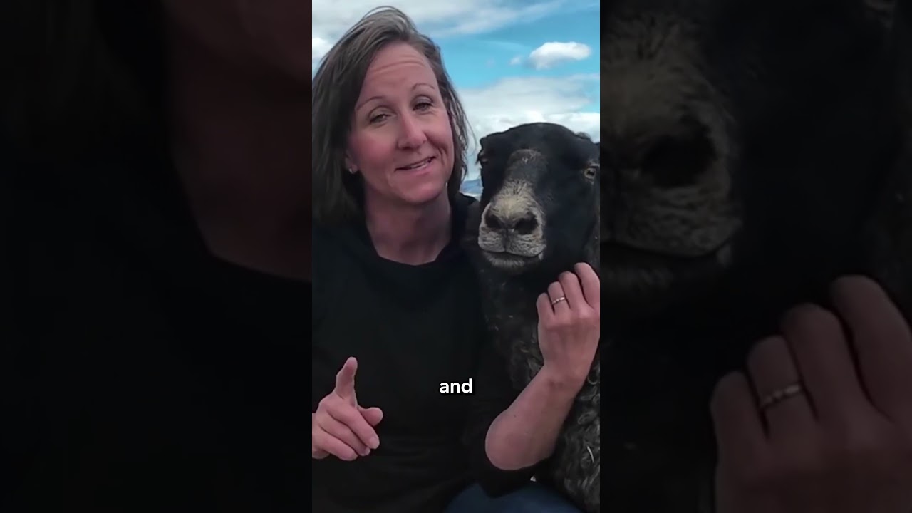 3 Ways to Make Money with Sheep!