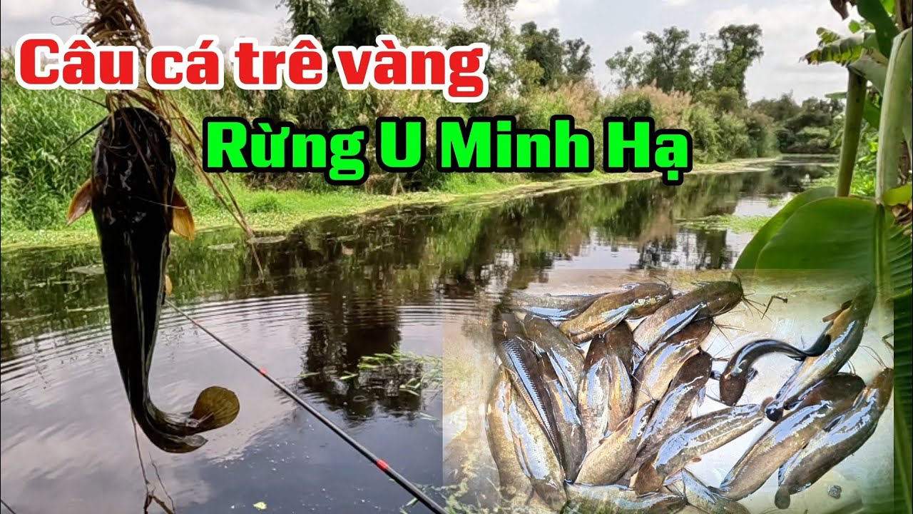 Câu  cá trê vàng rừng U Minh Hạ (tập 235)#huukhuynhkiengiang