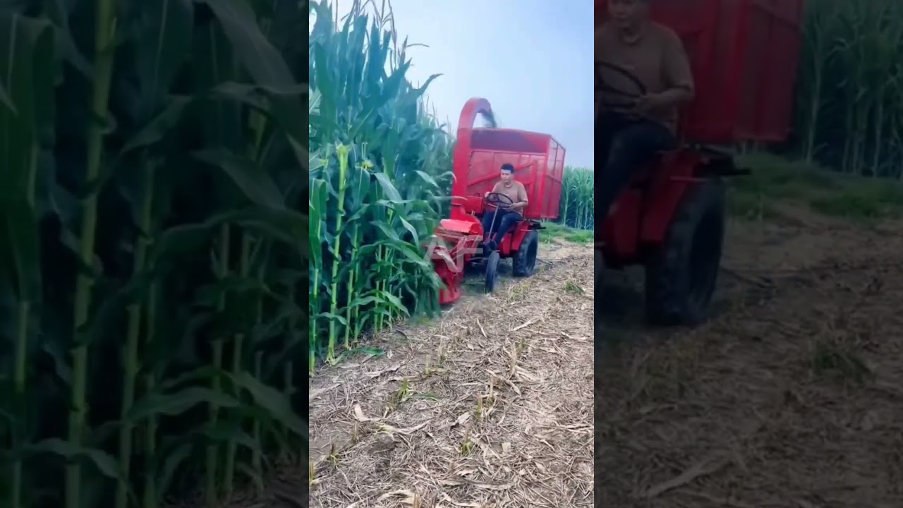 Unbelievable Efficient Silage Machine #shorts #youtubeshorts #maize #corn #silage #machine #farming