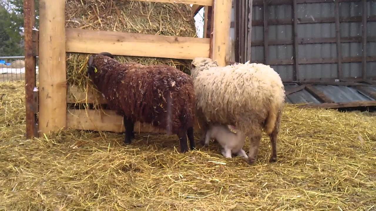 Lamb suckling and round hay bale enclosure for sheep