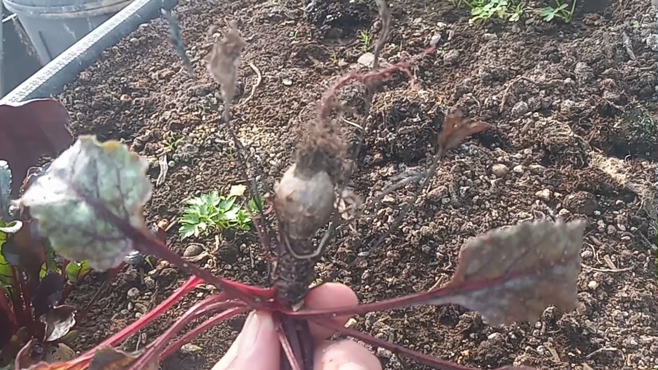 It’s Easy to Grow and Save Beet Seeds and  even Transplant Nearly Dead Beets.